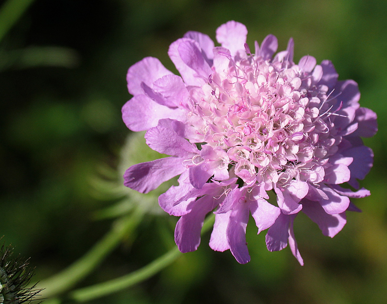 Изображение особи Scabiosa columbaria.