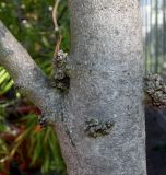 Ceratonia siliqua. Средняя часть ствола и основание ветки. Германия, г. Дюссельдорф, Ботанический сад университета. 04.09.2013.