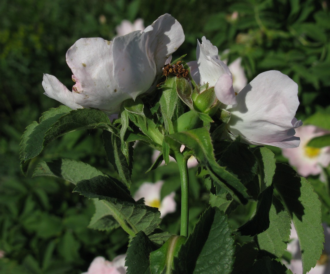 Image of genus Rosa specimen.