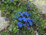 Gentiana uniflora