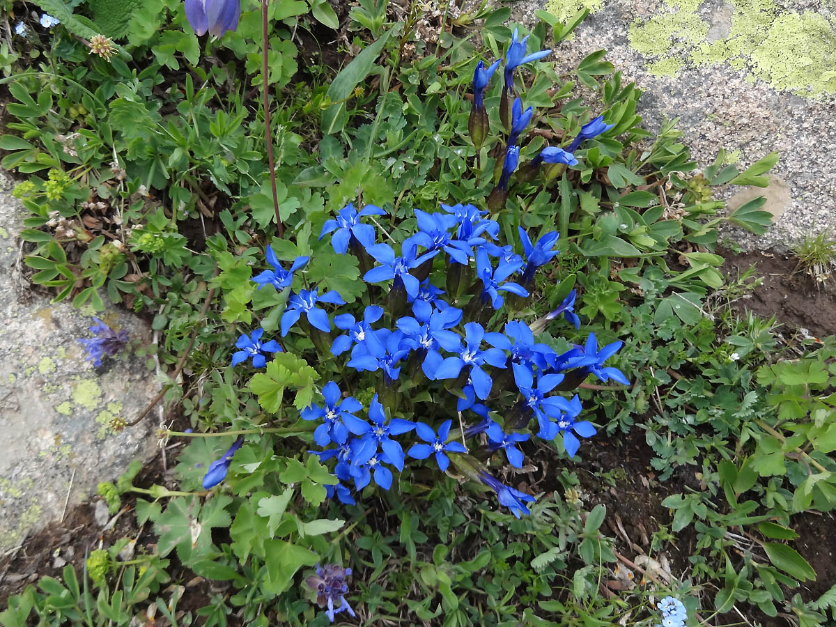 Image of Gentiana uniflora specimen.