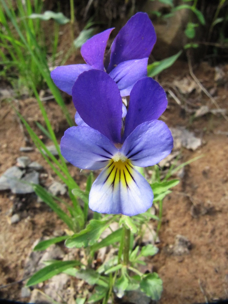 Image of Viola tricolor specimen.