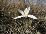 Crocus reticulatus