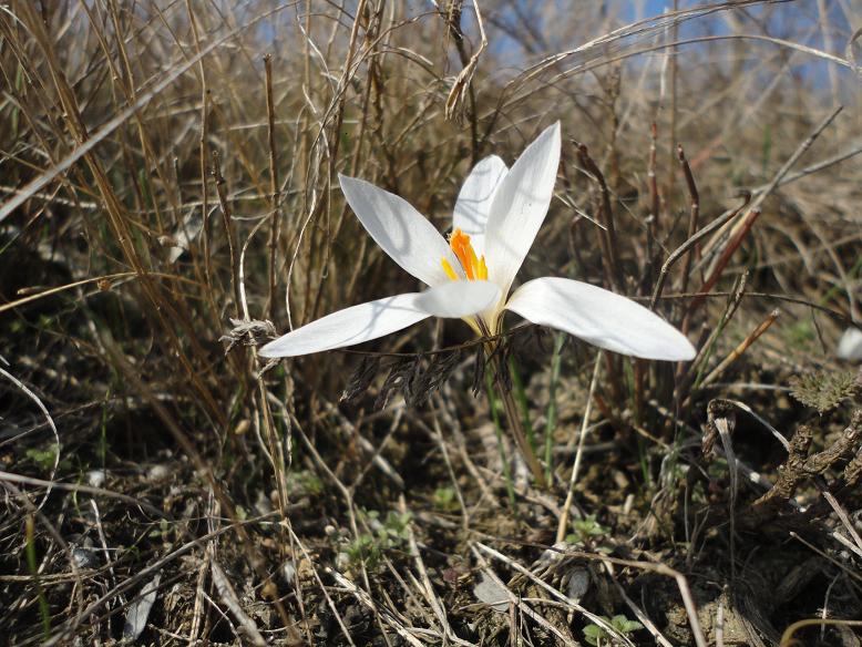 Image of Crocus reticulatus specimen.