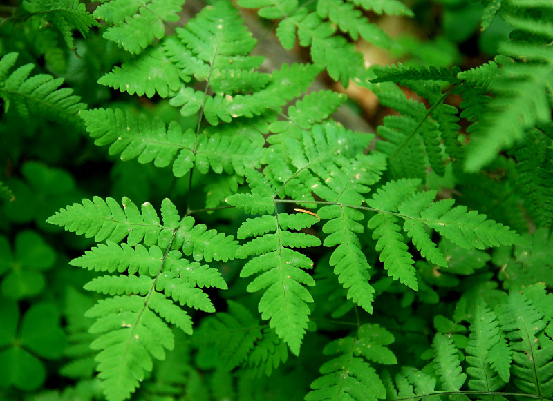 Image of Gymnocarpium dryopteris specimen.