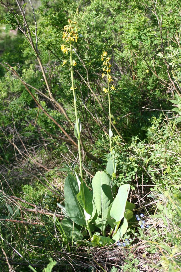 Image of Ligularia macrophylla specimen.