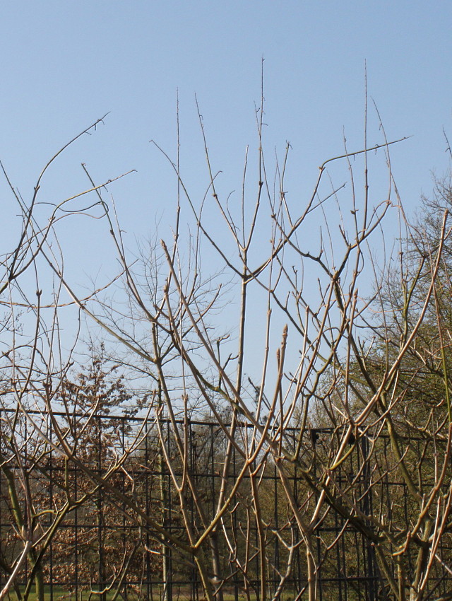 Изображение особи Aesculus parviflora.