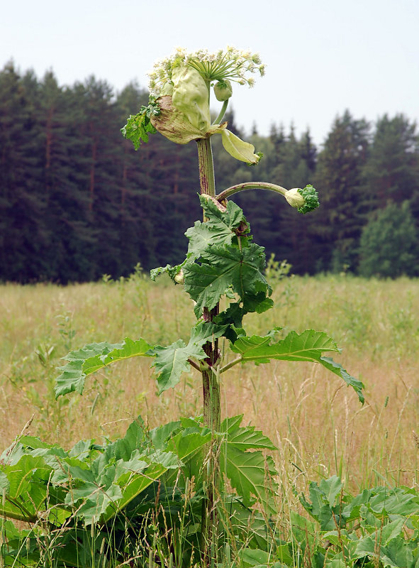 Image of Heracleum sosnowskyi specimen.