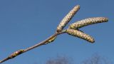 Betula utilis variety jacquemontii. Верхняя часть побега с развивающимися соцветиями и почками. Германия, г. Дюссельдорф, Ботанический сад университета. 13.03.2014.