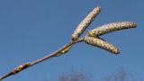 Betula variety jacquemontii