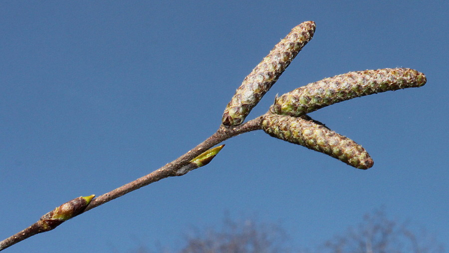 Image of Betula utilis var. jacquemontii specimen.