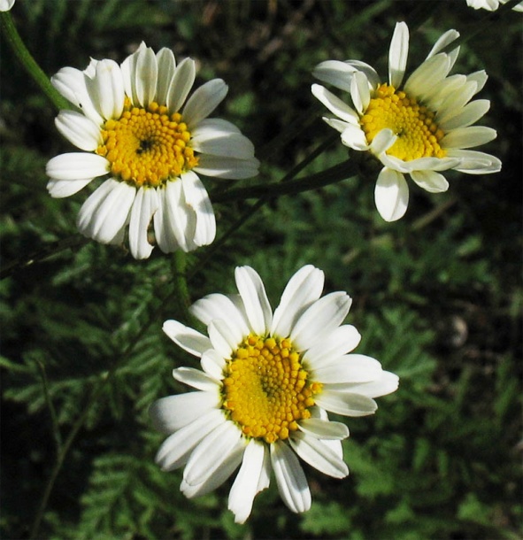 Изображение особи Pyrethrum corymbosum.