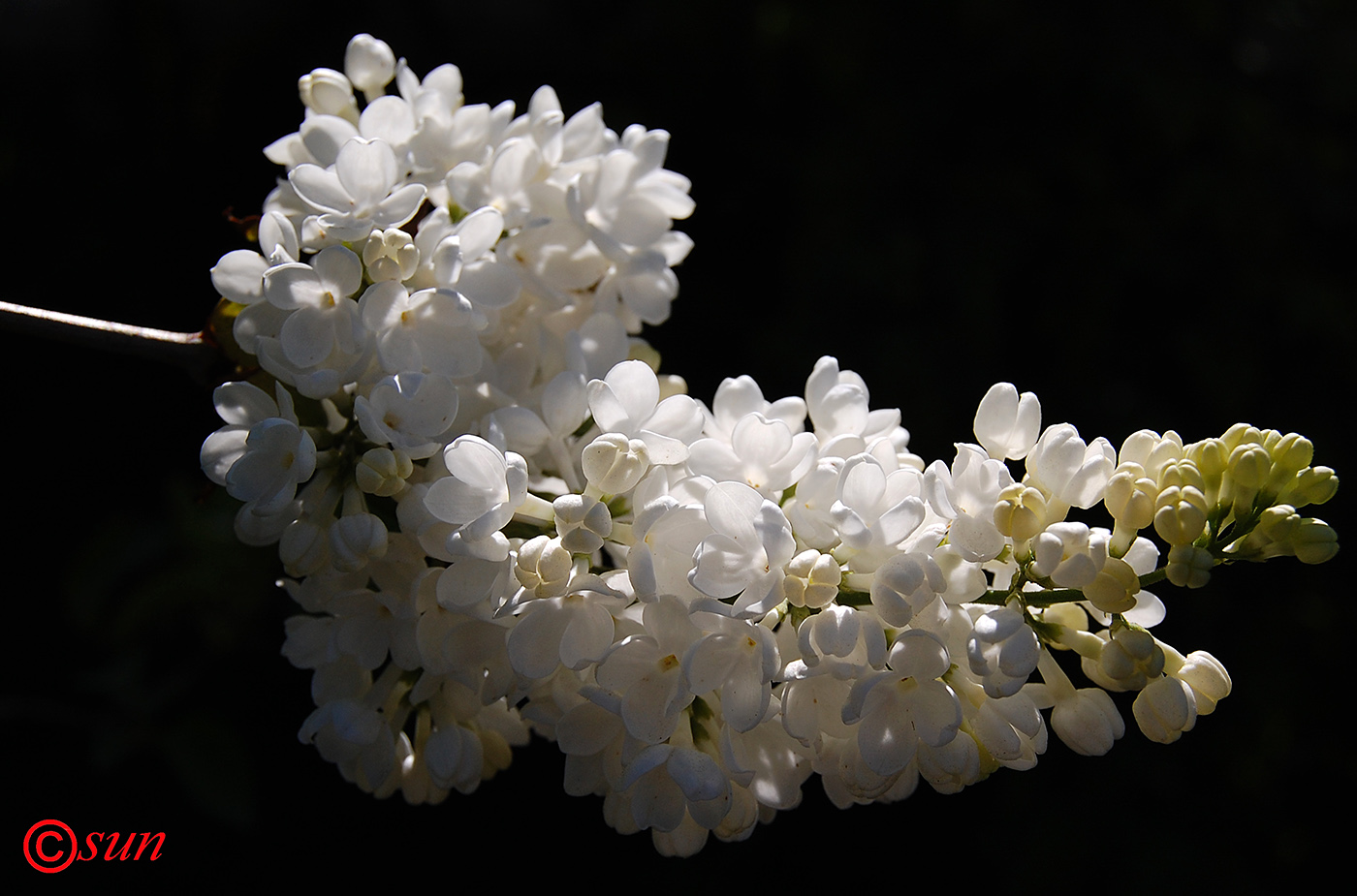 Image of Syringa vulgaris specimen.