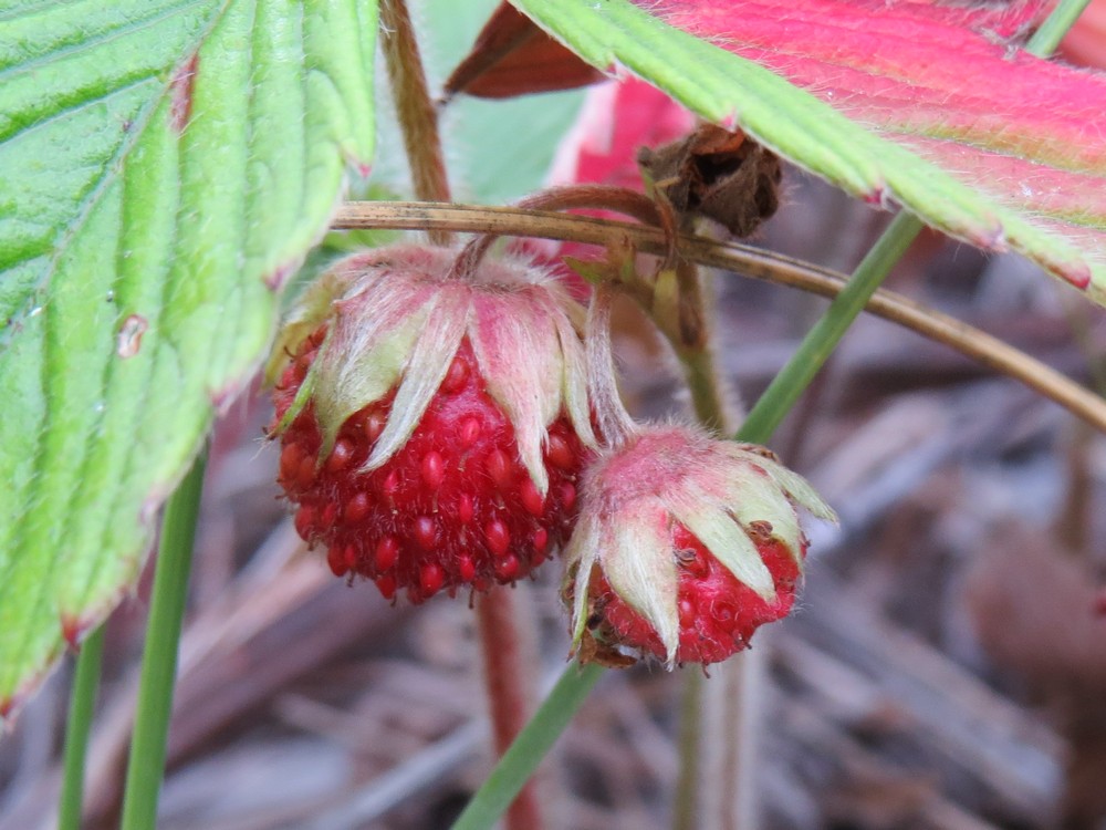 Изображение особи Fragaria viridis.