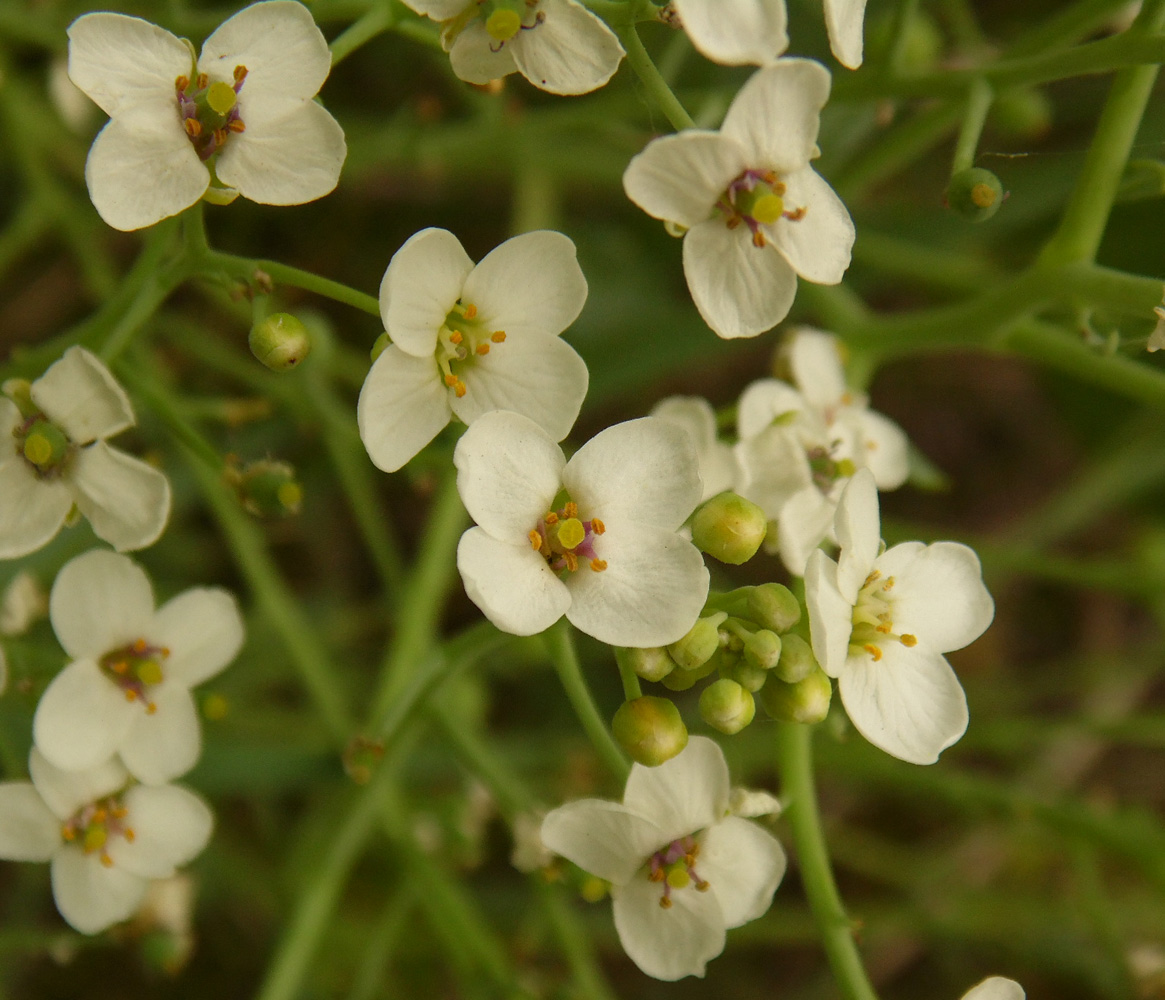 Изображение особи Crambe maritima.