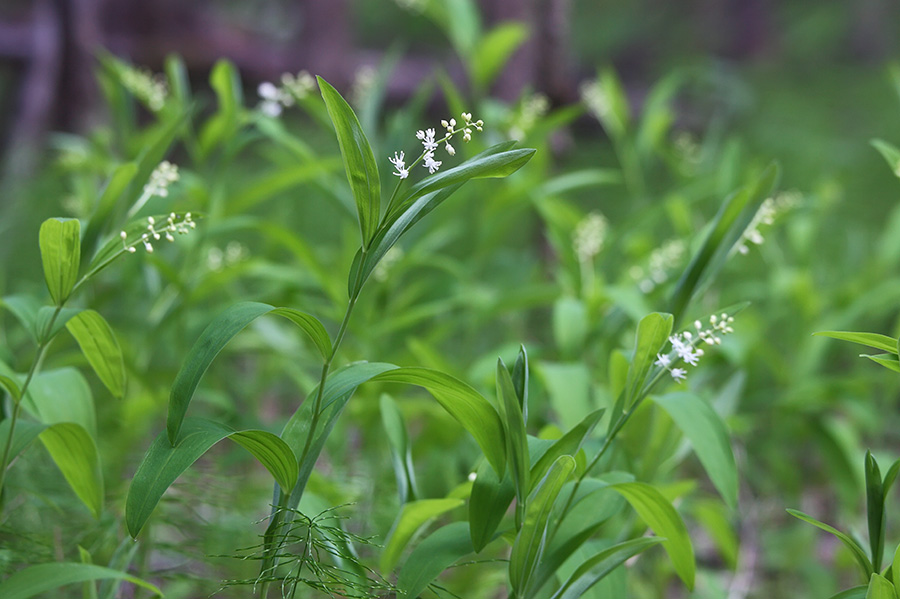 Изображение особи Smilacina dahurica.