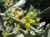 Elaeagnus angustifolia. Часть побега с цветками и бутонами. Украина, Львовская обл., в посадках вдоль автомобильной дороги. 9 июня 2009 г.