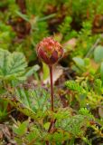 Rubus chamaemorus. Растение с незрелым плодом-многокостянкой. Мурманская обл., Североморский р-н, окр. Тюва-губы, кустарничковая тундра. 11.07.2009.