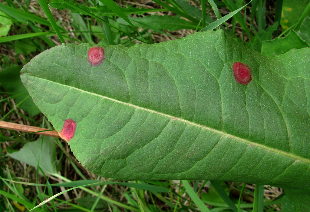 Image of Rumex aquaticus specimen.