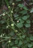 Moneses uniflora