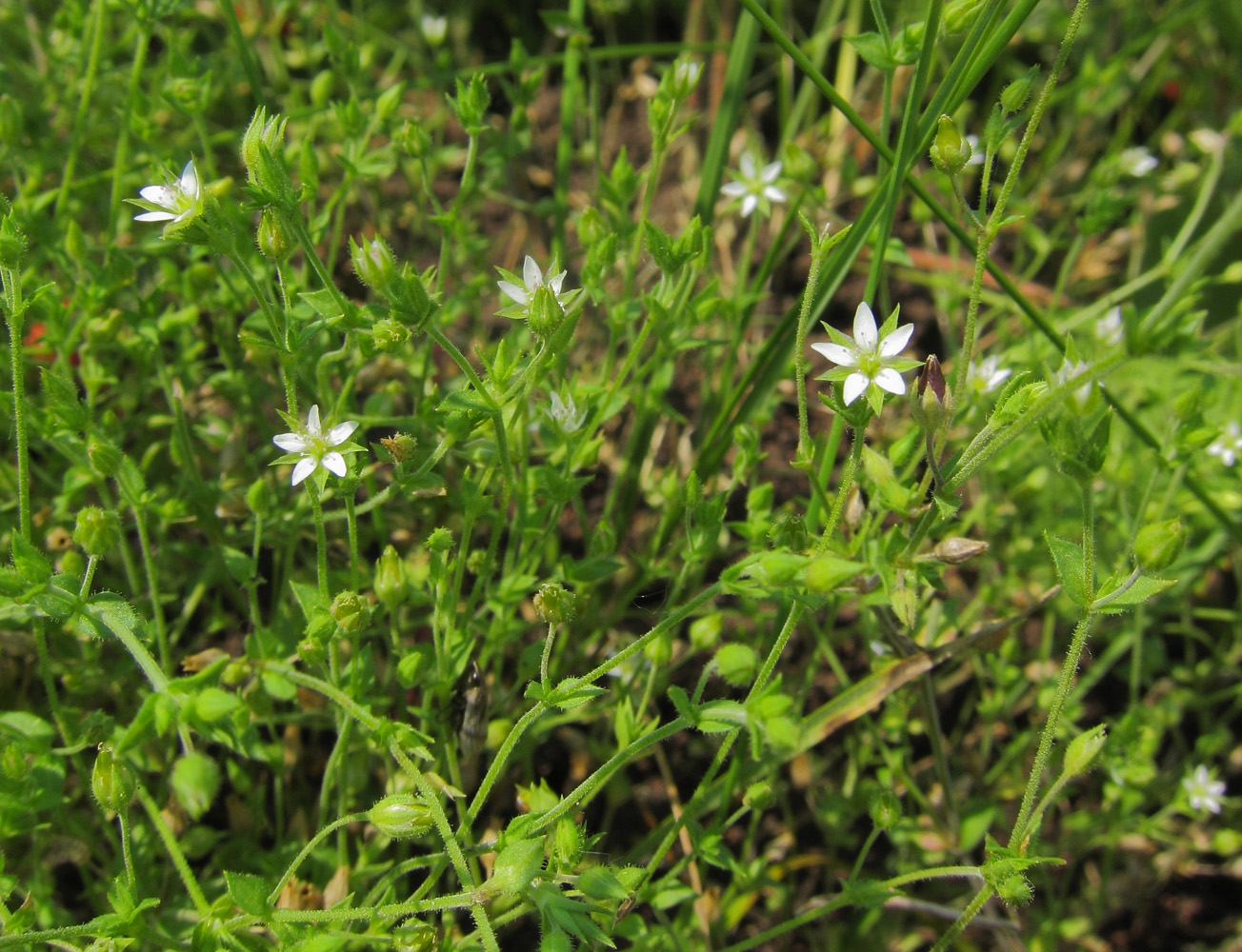 Изображение особи Arenaria uralensis.