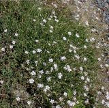 genus Gypsophila. Цветущее растение. Германия, г. Дюссельдорф, Ботанический сад университета. 04.05.2014.