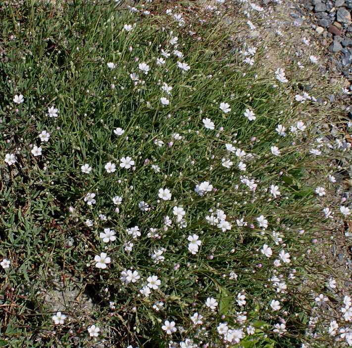 Изображение особи род Gypsophila.