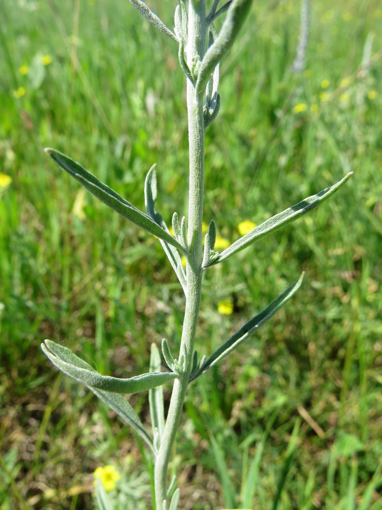 Image of Veronica incana specimen.