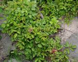 Astilbe chinensis. Растение в начале цветения. Германия, г. Дюссельдорф, Ботанический сад университета. 03.06.2014.