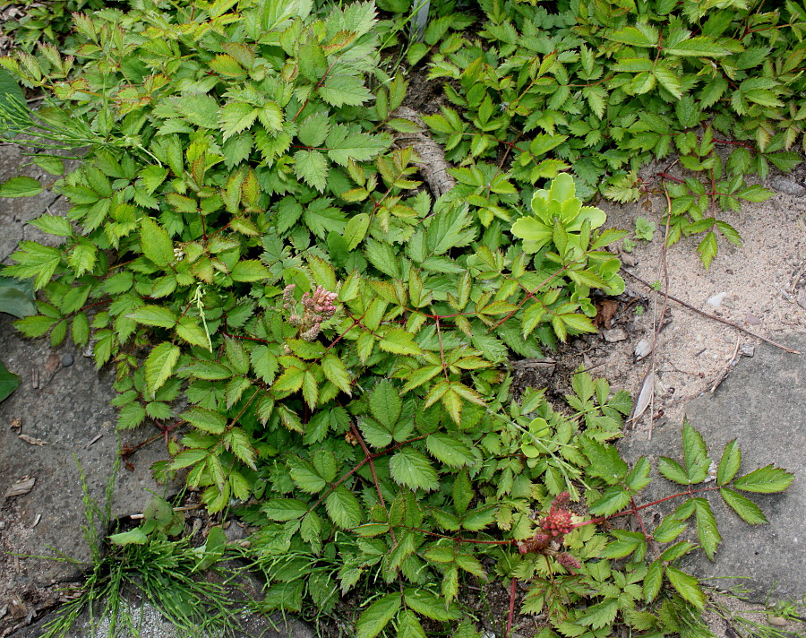 Image of Astilbe chinensis specimen.