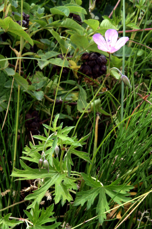 Изображение особи Geranium collinum.