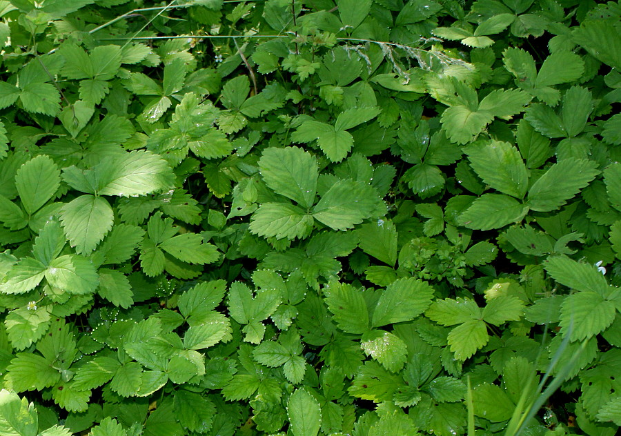 Image of Fragaria virginiana specimen.