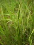 Ophioglossum vulgatum