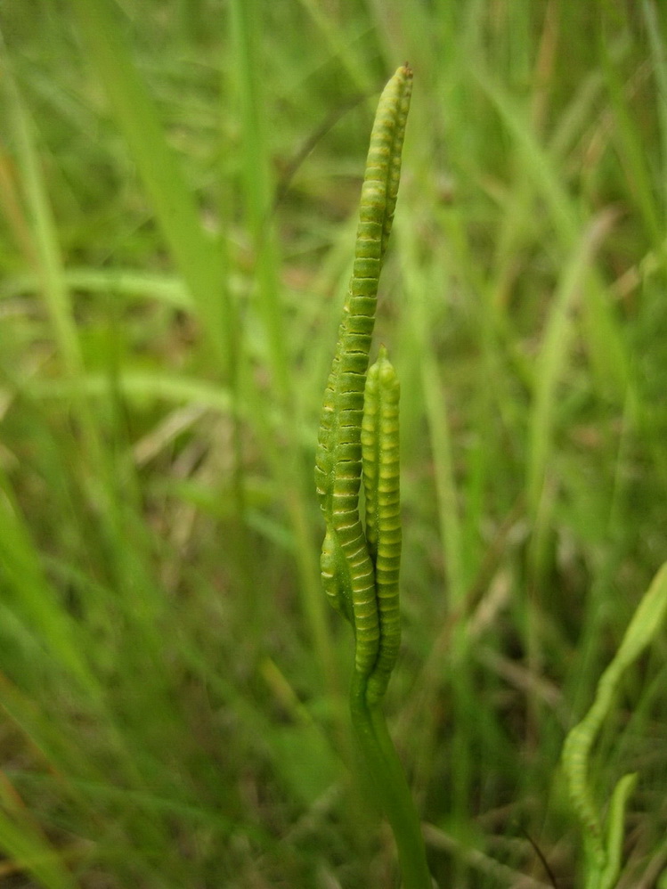 Изображение особи Ophioglossum vulgatum.