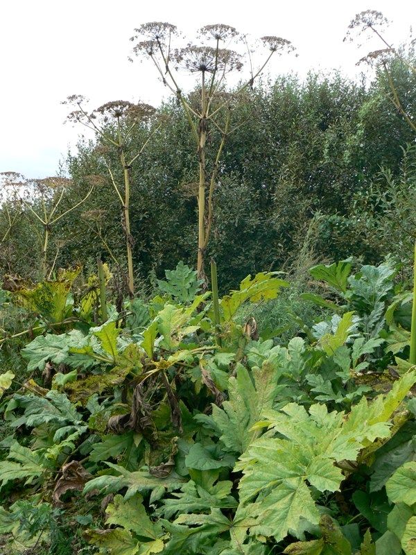 Image of Heracleum sosnowskyi specimen.