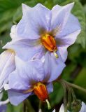 Solanum tuberosum. Цветки. Германия, г. Дюссельдорф, Ботанический сад университета. 03.07.2014.