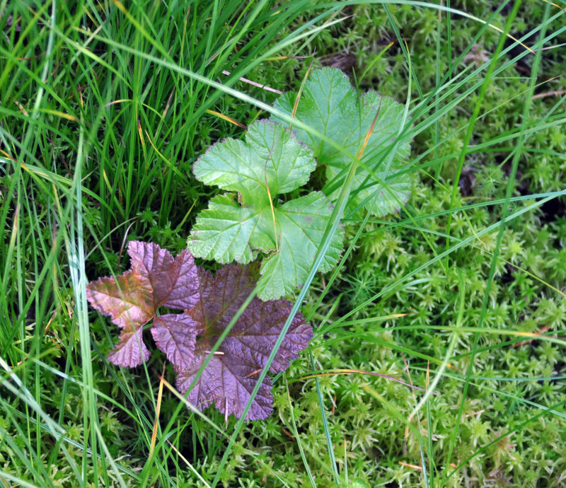 Image of Rubus chamaemorus specimen.
