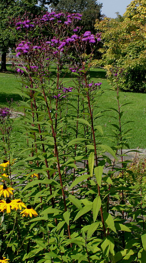 Изображение особи Vernonia noveboracensis.