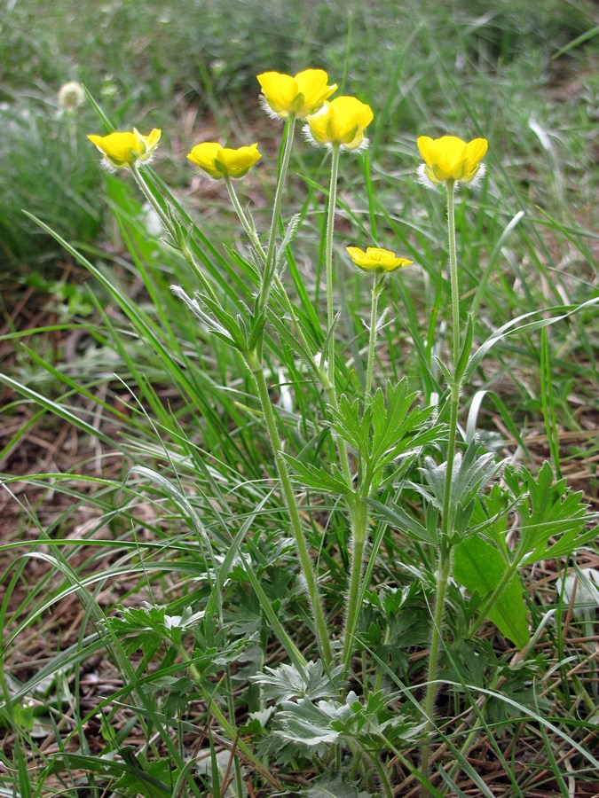 Изображение особи Ranunculus dissectus.