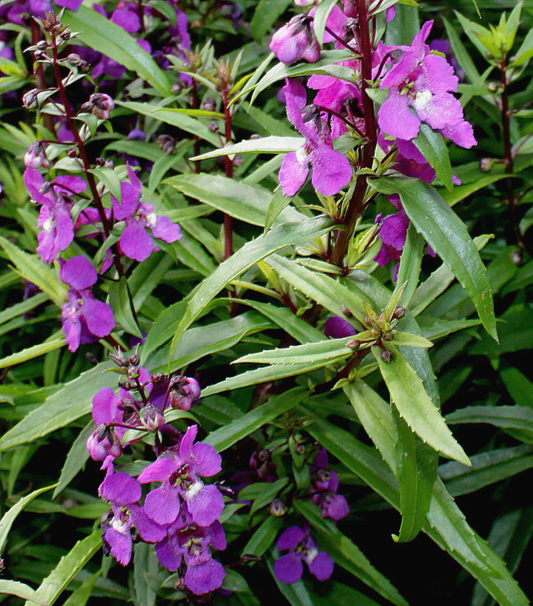 Image of Angelonia angustifolia specimen.