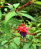 Fuchsia magellanica