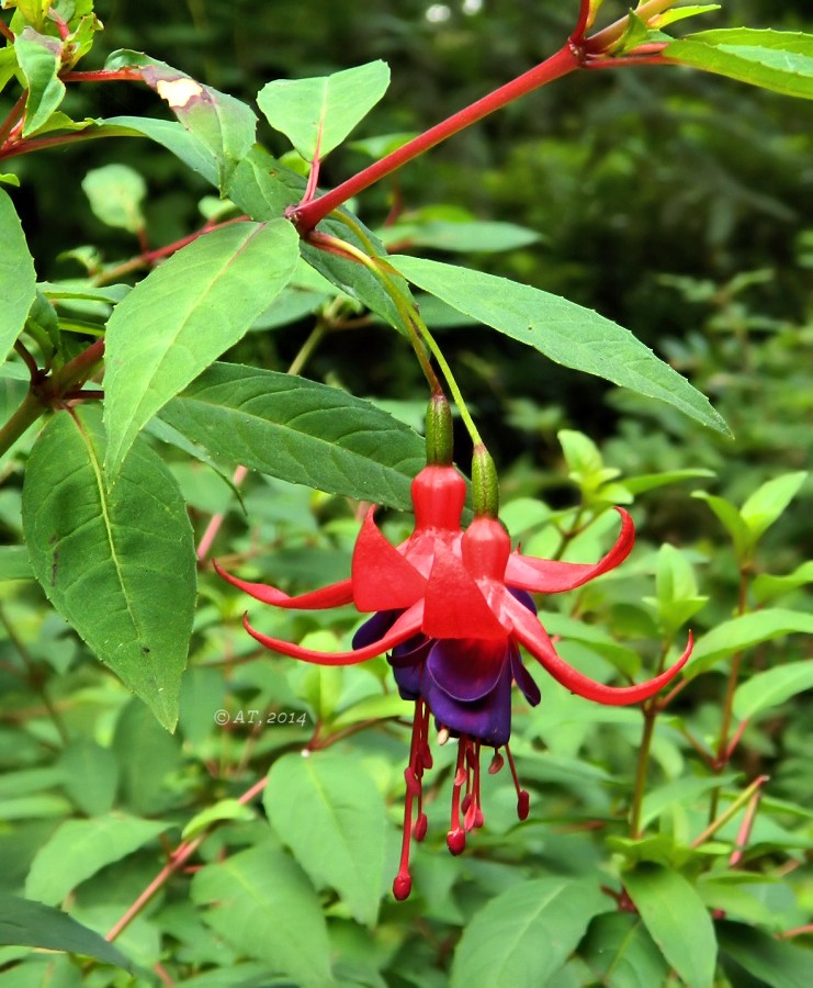 Image of Fuchsia magellanica specimen.