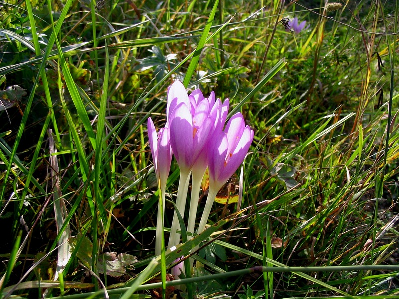 Image of Colchicum autumnale specimen.