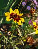 Coreopsis tinctoria