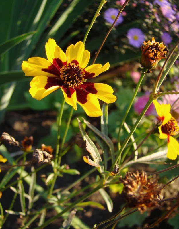 Изображение особи Coreopsis tinctoria.