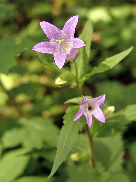 Image of Campanula trachelium specimen.