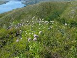 Allium nutans