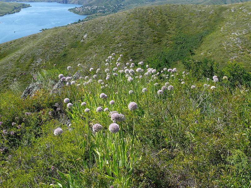 Image of Allium nutans specimen.