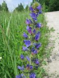 Echium vulgare. Соцветие.Московская обл., Одинцовский р-н, окр. г. Кубинка, окр. водохранилища Трасна, обочина бетонной дороги. 23.06.2009.