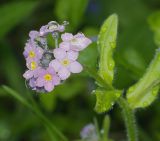 Myosotis sylvatica. Верхушка цветущего растения. Московская обл., Раменский р-н, окр. дер. Хрипань, дачный участок. 24.05.2009.